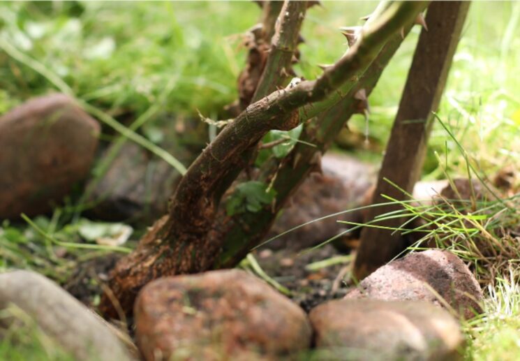 10 Best Weed Killers for Flower Beds 2024 Review Natural & Herbicides