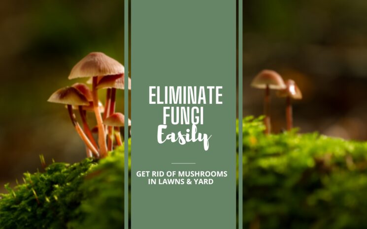 Eliminate Fungi Easily