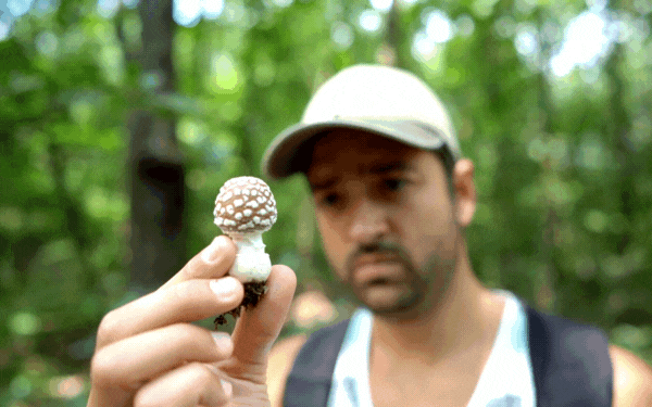 Identification Mushrooms