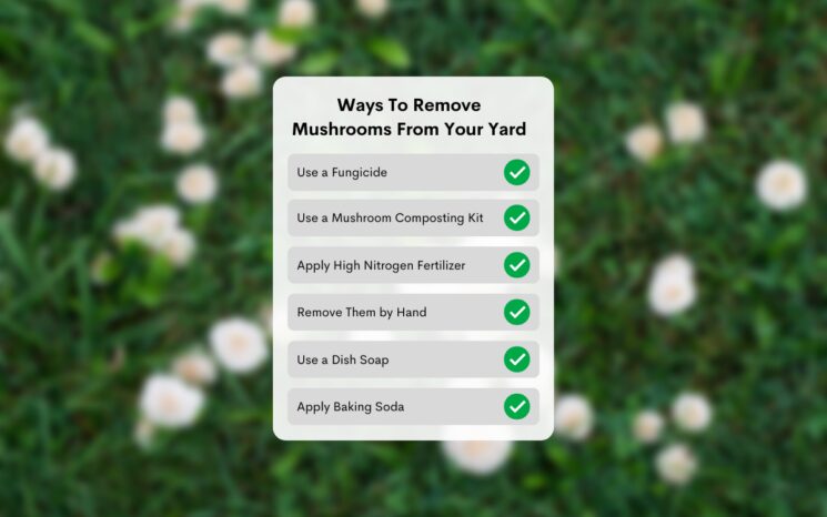 Ways To Remove Mushrooms From Your Yard