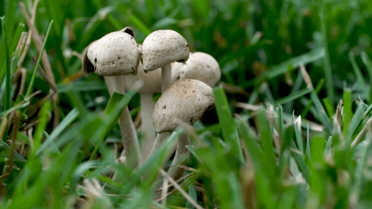 fungi in lawn