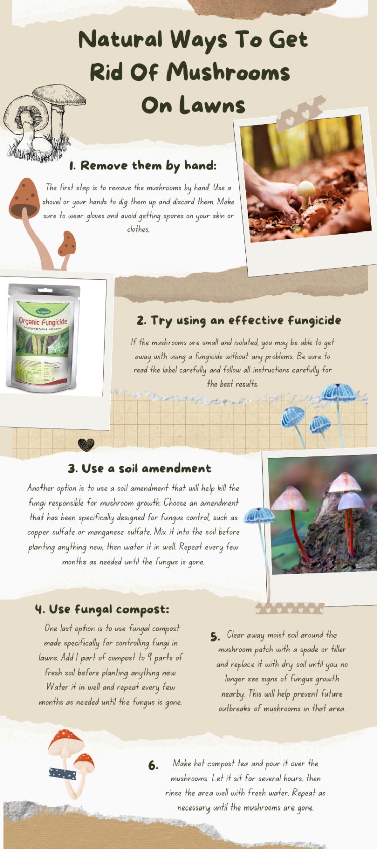 How To Get Rid Of Mushrooms in Lawns and Yard Eliminate Fungi Easily!