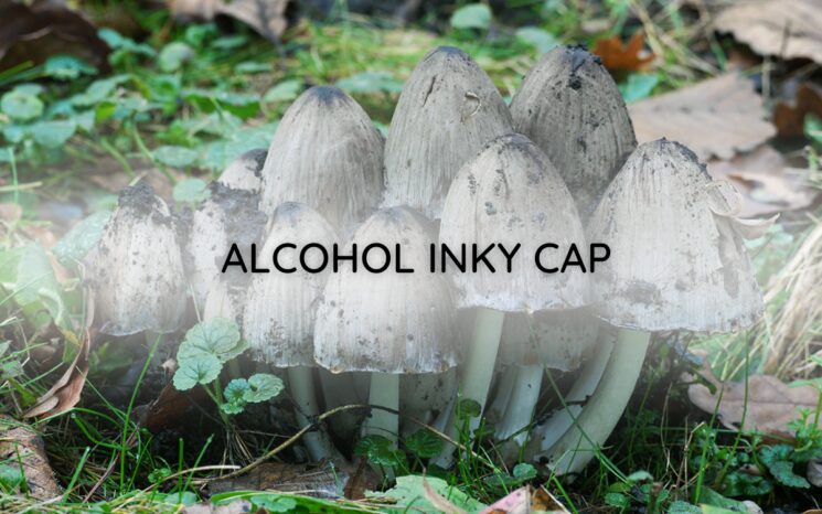 Alcohol Inky Cap