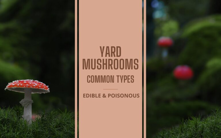 Common types yard mushrooms