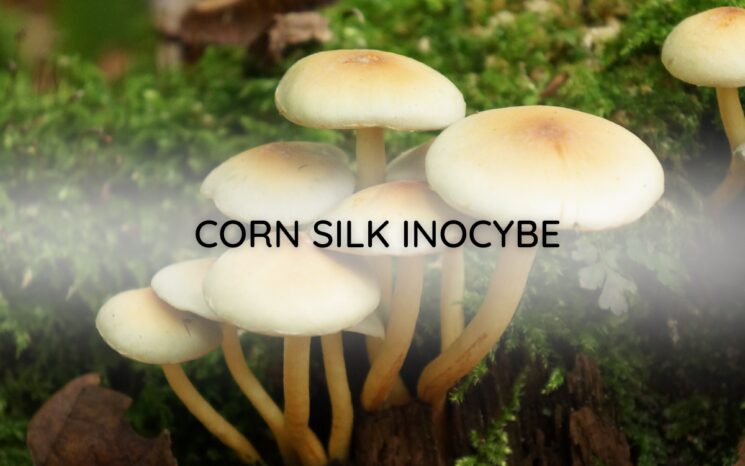 Corn Silk Inocybe