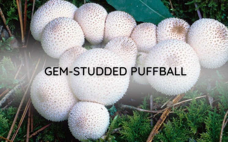 Gem-Studded Puffball
