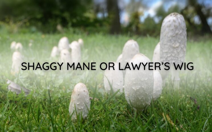 Shaggy Mane or Lawyer’s Wig