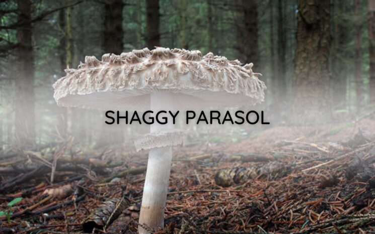 Shaggy Parasol