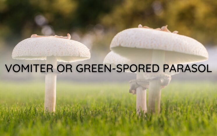 Vomiter or Green-Spored Parasol