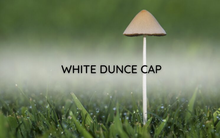 White Dunce Cap
