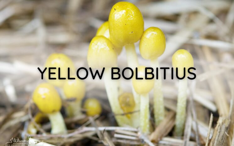 Yellow Bolbitius
