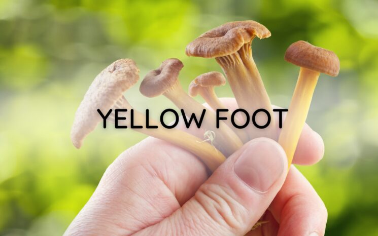 Yellow Foot