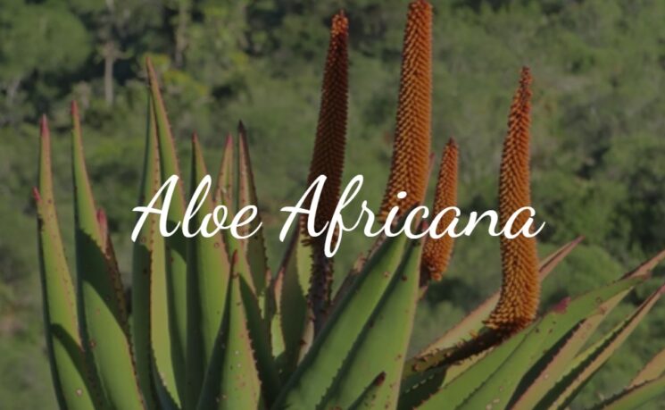 Aloe Africana