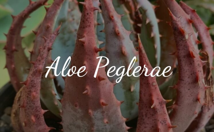 Aloe Peglerae