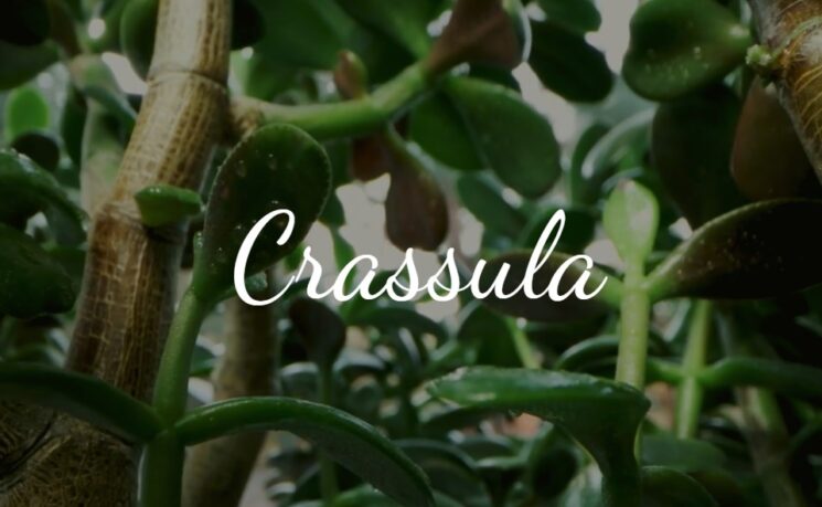 Crassula