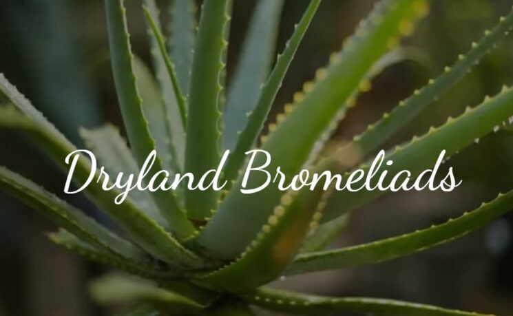 Dryland Bromeliads