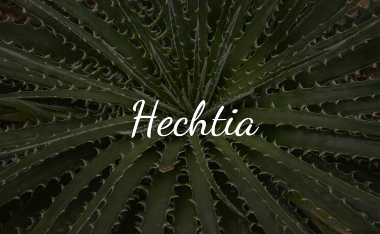 Hechtia