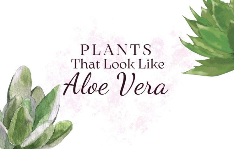 Plants That Look Like Aloe Vera
