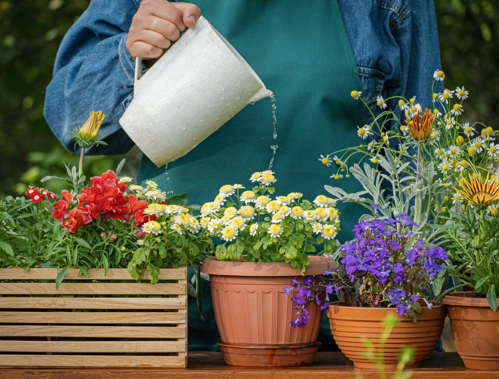 How Often Should You Water Mums? Alt Gov