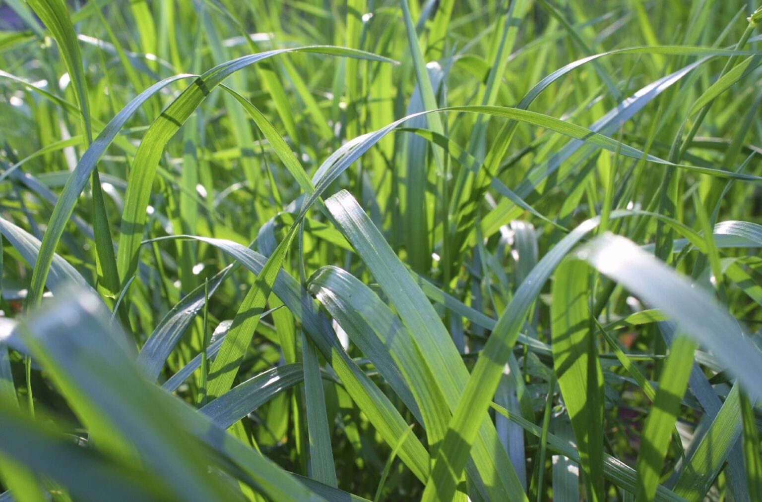 Perennial Ryegrass Vs Tall Fescue: What’s Better For My Lawn? - Alt Gov