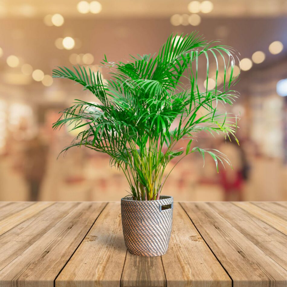10 Low Light Indoor Plants Safe for Cats and Dogs 2024 - Safe and Stylish