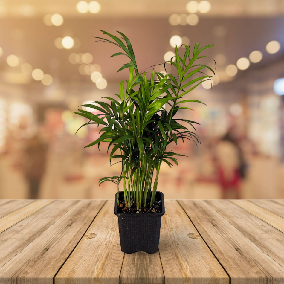 10 Low Light Indoor Plants Safe for Cats and Dogs 2024 Safe and Stylish