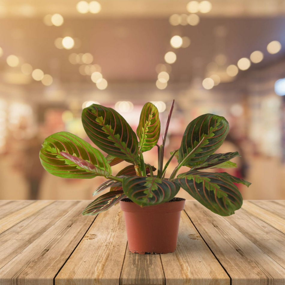 10 Low Light Indoor Plants Safe for Cats and Dogs 2024 - Safe and Stylish