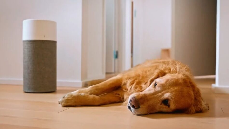 The Importance of These Purifiers for Pet Owners