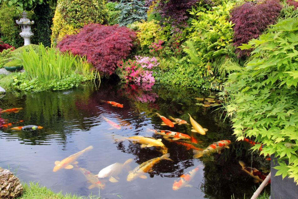 Pond Fish Population