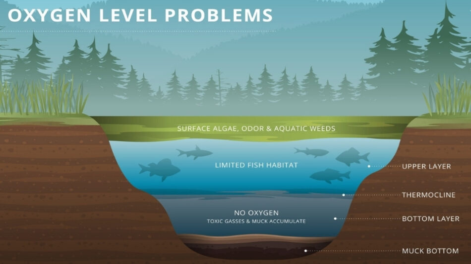 Pond Oxygen Levels